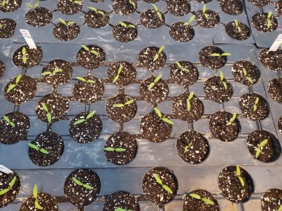 SEEDLING